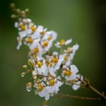 _MG_1177