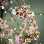 _MG_1643