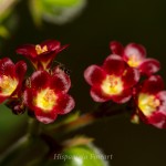 _MG_2319