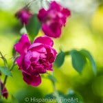 _MG_6781