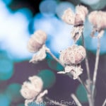 _MG_6802-Bearbeitet
