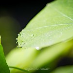 _MG_7248