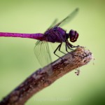 _MG_7996