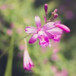 _MG_3107