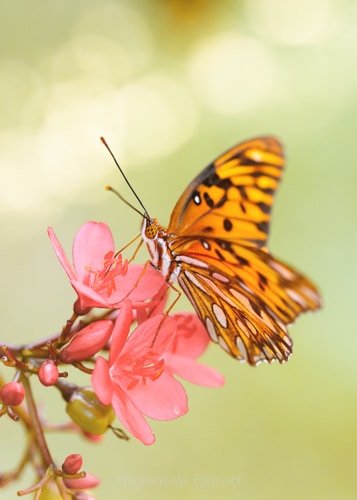 Mariposa…Schmetterling…butterfly