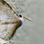 _MG_6700