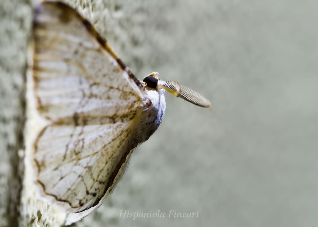 flying moths into the light