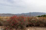 Bouganville in der trockenen Landschaft