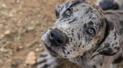 Aristocrat Great Danes Puppies