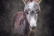 _MG_1262-web
