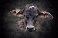 kalb2-web