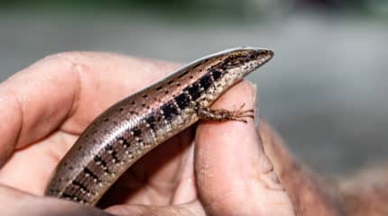 Hispaniolan Khaki Galliwasp / Celestus curtissi hylonomus