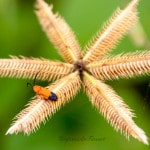 gluehwurm_20131217_1934599896-65