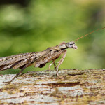 praying_mantis_20131116_1370738644-67