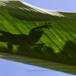 anolis_20131116_1353941681-121