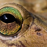 this_eyes_20131116_1204851102-124
