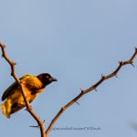 textor___webervogel_20131116_1301682794-113