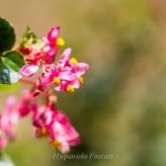 _MG_8623-364