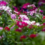 _MG_8627-365