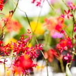 _MG_8632-367