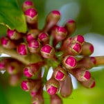 cajuil___wasserapfel__20131114_1664298297-155