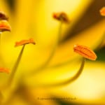 flamboyant_20131115_1841997224-156