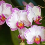 orchideen_20131116_1942896409-157