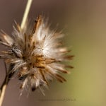 pusteblume_20131116_2086915435-158