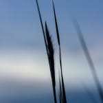 blue_20131116_1456598130-135